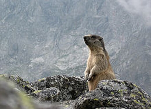 220px-M.marmota_latirostris_in_Veľká_Studená_dolina_2 (Kopiowanie)