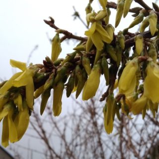Forsycja